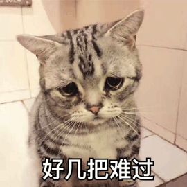 好几把难过 猫