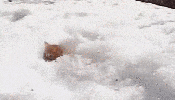 雪堆 爬出 小猫 宝宝