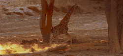 地球脉动 捕食 狮子 纪录片 追赶 长颈鹿 阳光