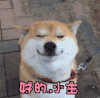 乖巧 小狗 可爱 活泼 好的小主