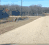 鹿 自然  风景  奔跑