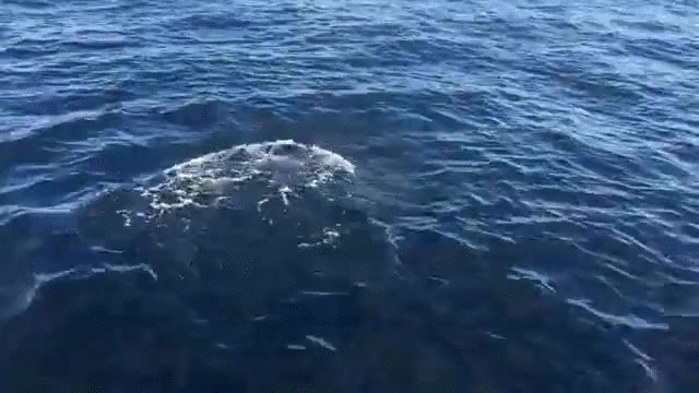 鲸鱼 whale