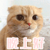 猫咪 注视 认真 晚上好