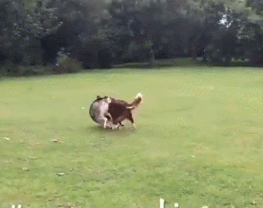 绿草地 树林 狗狗 玩耍