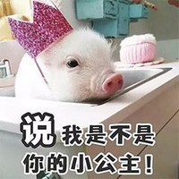 萌宠 小猪 说我是不是你的小公主 害羞羞 呆萌 可爱