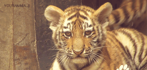 老虎  眨眼 动物园 放松