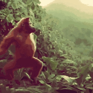 大猩猩 手舞足蹈