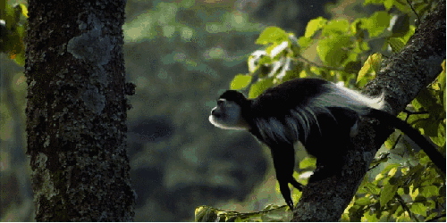 动物 尼罗河-终极之河 猿猴 纪录片 跳 灵长类