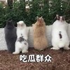 萌宠 小兔子 吃瓜群众 搞怪 呆萌 可爱