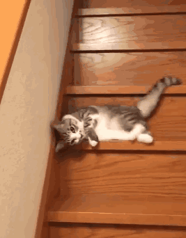猫咪 下楼梯 懒到一定境界了 奇葩