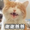 萌宠 猫星人 谢谢爸爸 开心 呆萌 搞怪