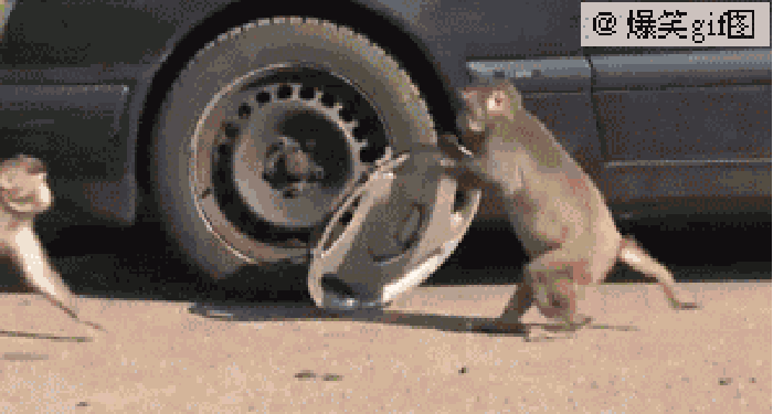 猴子 汽车 轮胎 跑