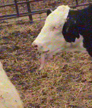 奶牛 伸舌头 搞笑 干草 栅栏