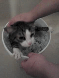 猫咪 洗澡 干净 可爱