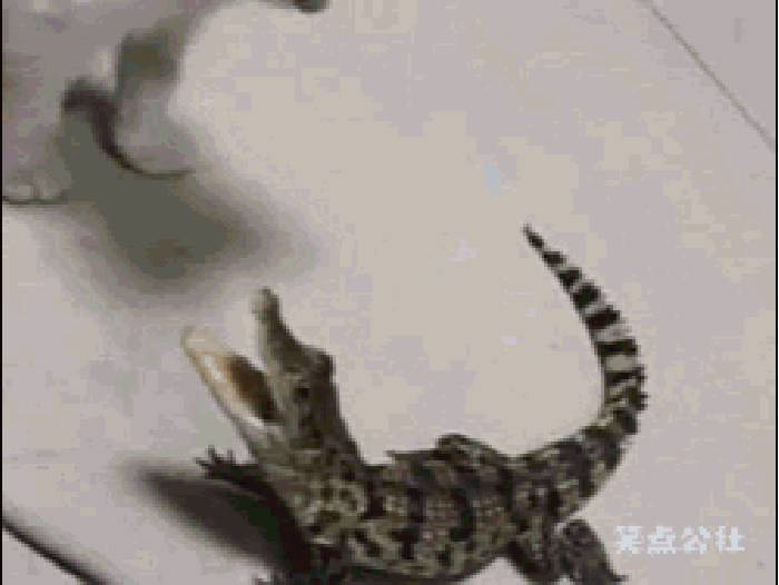小猫 鳄鱼 玩耍 动态