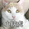 猫 萌宠 喵星人 小老虎 卖萌