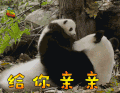 大熊猫 给你亲亲 soogif soogif出品