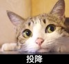 猫咪 可爱 呆萌 斗图 投降