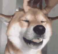 狗狗 按摩 享受 可爱