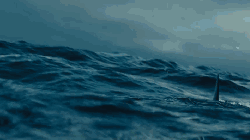 20世纪福克斯 惊险 海洋 电影 白日梦想家 鲨鱼