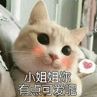 萌宠 喵星人 小姐姐 可爱 猫 搞怪 可爱