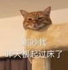 萌宠 猫星人 别吵我 昨天都起床了 呆萌 逗