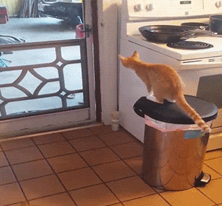 猫咪 跳跃 开门 合作