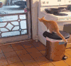 猫咪 跳跃 开门 合作