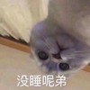萌宠 喵星人 没睡呢弟 俯视你 搞怪 逗