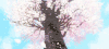 卡通 樱花 花瓣儿 天空