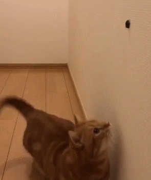 猫咪   搞笑  玩耍  下来下来  小虫子