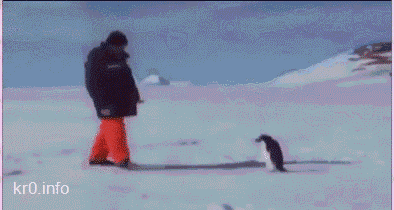 企鹅 penguin