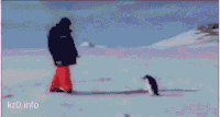 企鹅 penguin