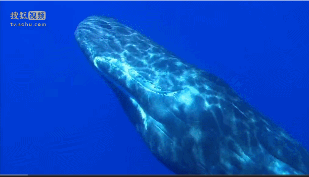 深海奇探 鲸鱼 游动