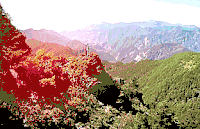 大山 森林 绿色