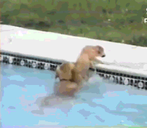 狗 游泳 救助 聪明