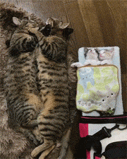 猫咪 地板 熟睡 有爱
