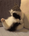 猫咪 喵星人 搞笑 可爱 淘气