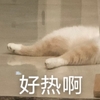 萌宠 喵星人 好热啊 难受 呆萌 可爱