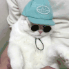 猫咪 帽子 墨镜 我酷不