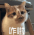 萌宠 猫星人 咋啦 怎么了 好奇 呆萌 可爱
