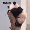 萌宠 熊猫 不想还花呗 没钱 穷 搞怪 逗