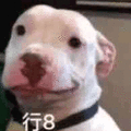 狗 行 好的