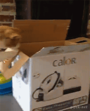 猫咪 推箱子 搞笑 尴尬
