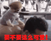 要不要这么可爱 撩 狗狗 小萌宠