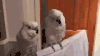 鸟 bird 鹦鹉 训练