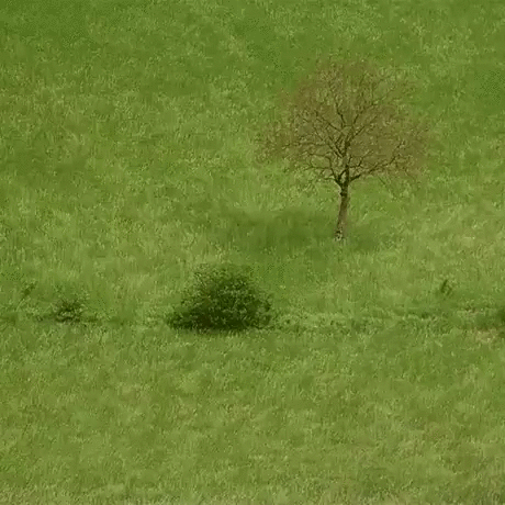 刮风 波浪 绿草 小树