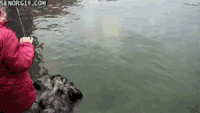 北极熊 惊吓 围观 狗