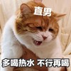 萌宠 喵星人 多喝热水 不行再喝 呆萌 搞怪