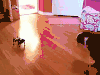 狗狗 玩具 可爱 胆小
